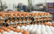 علت گرانی تخم مرغ از زبان معاون وزیر جهاد کشاورزی