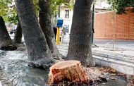 جریمه قطع درختان تهران در سال ۱۴۰۰چقدر است ؟