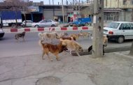 اخطار معاون استاندار به شهرداری‌ها برای جمع آوری سگ‌های ولگرد