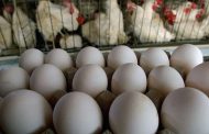 قیمت مرغ و تخم‌مرغ تغییر نمی کند