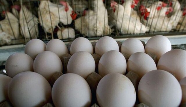قیمت مرغ و تخم‌مرغ تغییر نمی کند