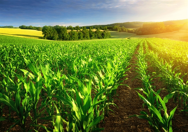حمایت 172 هزار میلیارد ریالی بانک کشاورزی از زراعت محصولات بهاره و پاییزه در ده ماهه سال جاری